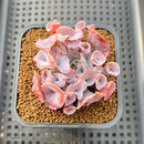 Echeveria 'Trumpet Pinky' 2" Succulent Plant Cutting