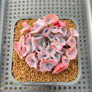 Echeveria 'Trumpet Pinky' 2" Succulent Plant Cutting