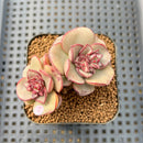 Echeveria Moranii 2" Succulent Plant Cutting