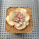 Echeveria Moranii 2" Succulent Plant Cutting