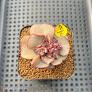 Echeveria Moranii 2" Succulent Plant Cutting