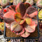 Echeveria 'Primadonna' Variegated 3"-4" Succulent Plant Cutting