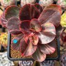 Echeveria 'Primadonna' Variegated 3"-4" Succulent Plant Cutting