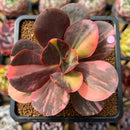 Echeveria 'Primadonna' Variegated 3"-4" Succulent Plant Cutting
