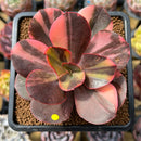 Echeveria 'Primadonna' Variegated 3"-4" Succulent Plant Cutting