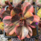 Echeveria 'Primadonna' Variegated 3"-4" Succulent Plant Cutting
