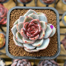 Echeveria 'Trumso' 2"-3" Succulent Plant Cutting