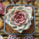 Echeveria 'Trumso' 2"-3" Succulent Plant Cutting