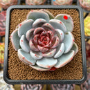 Echeveria 'Trumso' 2"-3" Succulent Plant Cutting