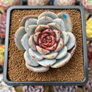 Echeveria 'Trumso' 2"-3" Succulent Plant Cutting
