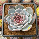 Echeveria 'Trumso' 2"-3" Succulent Plant Cutting