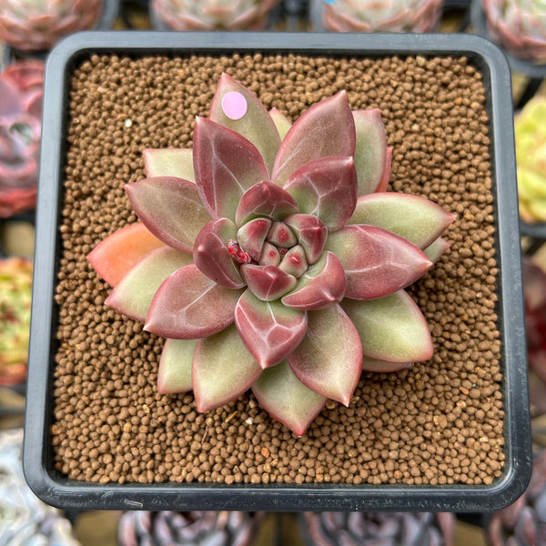 Pachyphytum 'Tivoli' 2