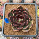 Echeveria 'Black Bear' Variegated 2"-3" Succulent Plant Cutting