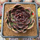 Echeveria 'Black Bear' Variegated 2"-3" Succulent Plant Cutting