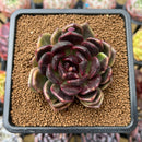 Echeveria 'Black Bear' Variegated 2"-3" Succulent Plant Cutting