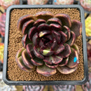 Echeveria 'Black Bear' Variegated 2"-3" Succulent Plant Cutting