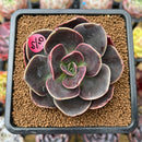 Echeveria 'Blue Metal' 2"-3" Succulent Plant Cutting