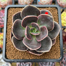 Echeveria 'Blue Metal' 2"-3" Succulent Plant Cutting