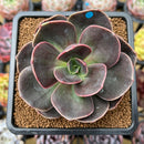 Echeveria 'Blue Metal' 2"-3" Succulent Plant Cutting