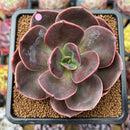 Echeveria 'Blue Metal' 2"-3" Succulent Plant Cutting