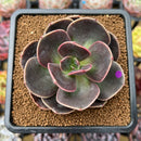 Echeveria 'Blue Metal' 2"-3" Succulent Plant Cutting