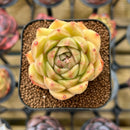 Echeveria Hybrid sp. 2" Unique Seed-Grown Flower Village Original Hybrid Succulent Plant Cutting