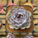 Echeveria Hybrid sp. 2" Unique Seed-Grown Flower Village Original Hybrid Succulent Plant Cutting