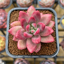 Echeveria Hybrid sp. 2" Unique Seed-Grown Flower Village Original Hybrid Succulent Plant Cutting