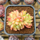 Echeveria Hybrid sp. 2" Unique Seed-Grown Flower Village Original Hybrid Succulent Plant Cutting