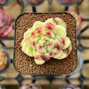 Echeveria Hybrid sp. 2" Unique Seed-Grown Flower Village Original Hybrid Succulent Plant Cutting