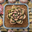 Echeveria Hybrid sp. 2" Unique Seed-Grown Flower Village Original Hybrid Succulent Plant Cutting