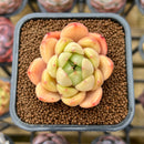 Echeveria Hybrid sp. 2" Unique Seed-Grown Flower Village Original Hybrid Succulent Plant Cutting