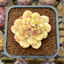 Echeveria Hybrid sp. 2" Unique Seed-Grown Flower Village Original Hybrid Succulent Plant Cutting