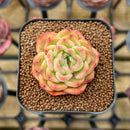 Echeveria Hybrid sp. 2" Unique Seed-Grown Flower Village Original Hybrid Succulent Plant Cutting