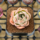 Echeveria Hybrid sp. 2" Unique Seed-Grown Flower Village Original Hybrid Succulent Plant Cutting