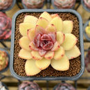 Echeveria Hybrid sp. 2" Unique Seed-Grown Flower Village Original Hybrid Succulent Plant Cutting