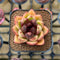 Echeveria Hybrid sp. 2" Unique Seed-Grown Flower Village Original Hybrid Succulent Plant Cutting