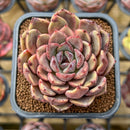 Echeveria Hybrid sp. 2" Unique Seed-Grown Flower Village Original Hybrid Succulent Plant Cutting