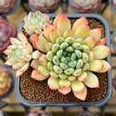 Echeveria Hybrid sp. 2" Unique Seed-Grown Flower Village Original Hybrid Succulent Plant Cutting