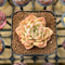 Echeveria Hybrid sp. 2" Unique Seed-Grown Flower Village Original Hybrid Succulent Plant Cutting