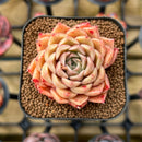 Echeveria Hybrid sp. 2" Unique Seed-Grown Flower Village Original Hybrid Succulent Plant Cutting