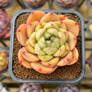 Echeveria Hybrid sp. 2" Unique Seed-Grown Flower Village Original Hybrid Succulent Plant Cutting