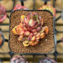 Echeveria Hybrid sp. 2" Unique Seed-Grown Flower Village Original Hybrid Succulent Plant Cutting