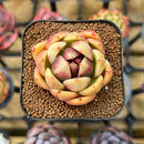 Echeveria Hybrid sp. 2" Unique Seed-Grown Flower Village Original Hybrid Succulent Plant Cutting