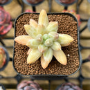 Echeveria Hybrid sp. 2" Unique Seed-Grown Flower Village Original Hybrid Succulent Plant Cutting