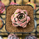 Echeveria Hybrid sp. 2" Unique Seed-Grown Flower Village Original Hybrid Succulent Plant Cutting