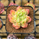 Echeveria Hybrid sp. 2" Unique Seed-Grown Flower Village Original Hybrid Succulent Plant Cutting