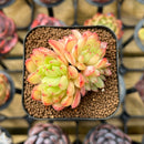 Echeveria Hybrid sp. 2" Unique Seed-Grown Flower Village Original Hybrid Succulent Plant Cutting