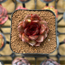 Echeveria Hybrid sp. 2" Unique Seed-Grown Flower Village Original Hybrid Succulent Plant Cutting