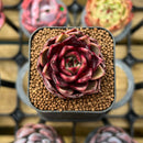 Echeveria Hybrid sp. 2" Unique Seed-Grown Flower Village Original Hybrid Succulent Plant Cutting